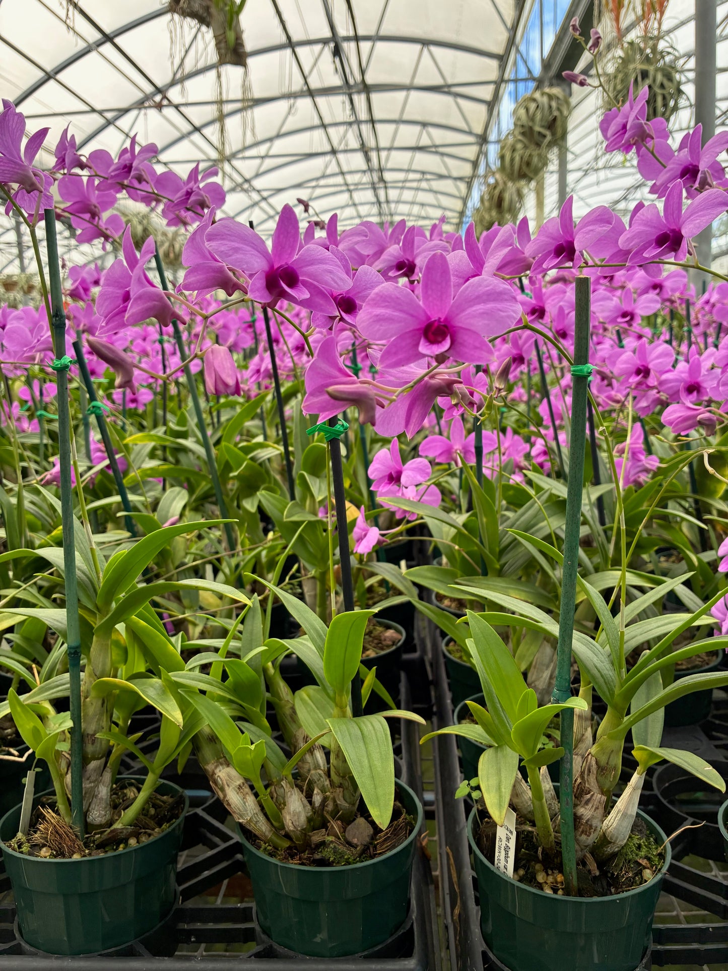 Z. Dendrobium bigibbum compactum