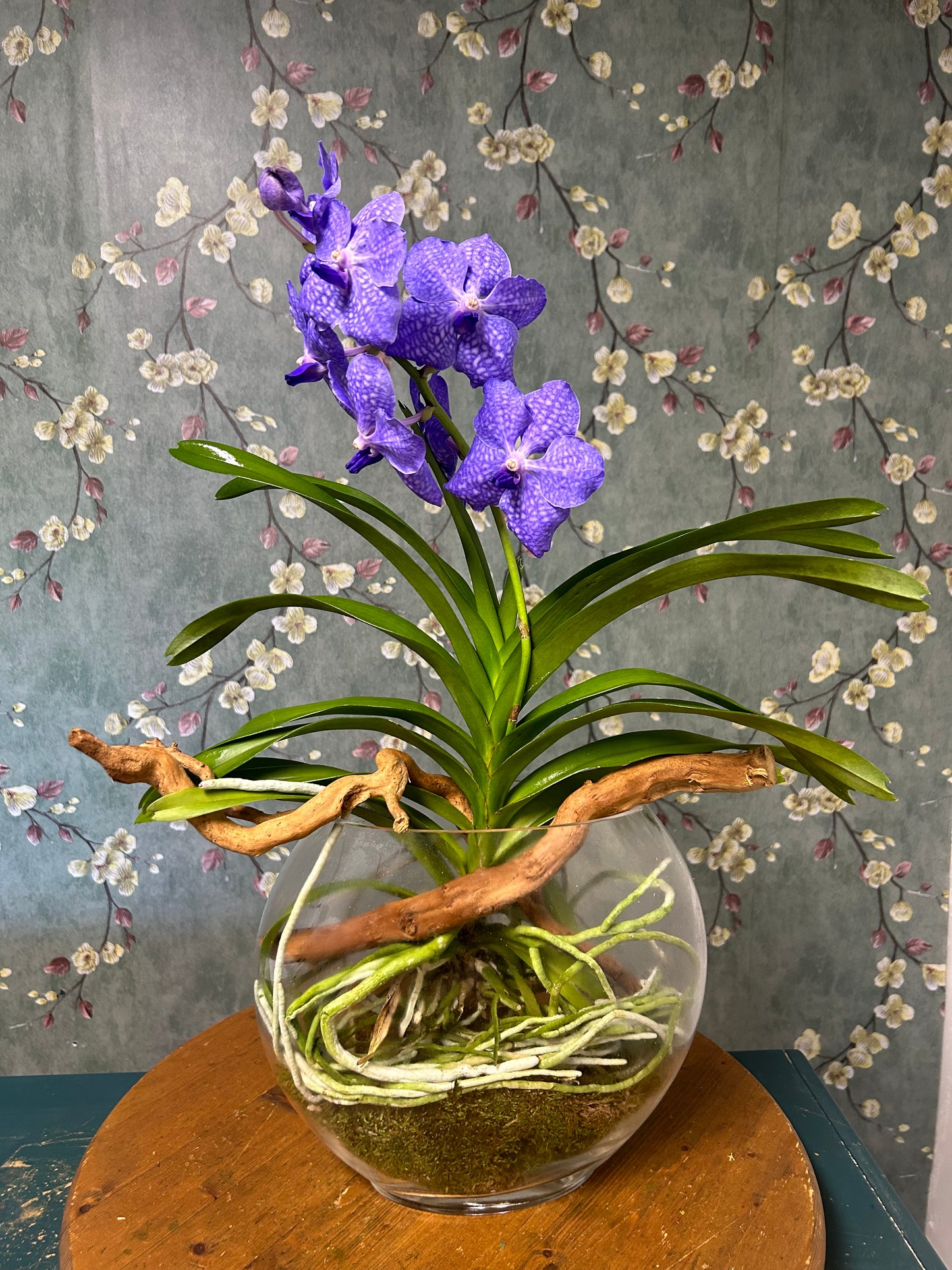 Vanda in a bowl