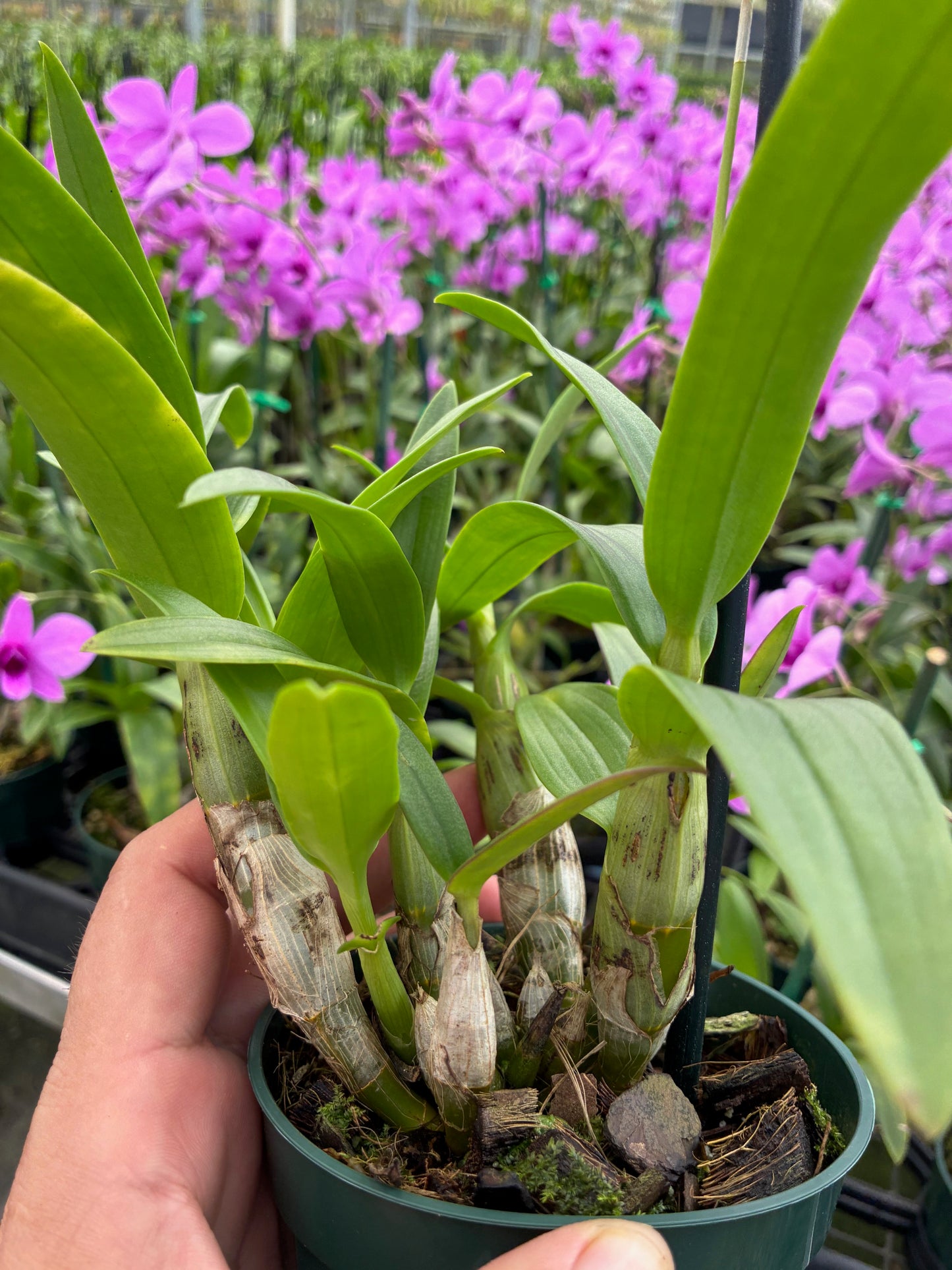 Z. Dendrobium bigibbum compactum
