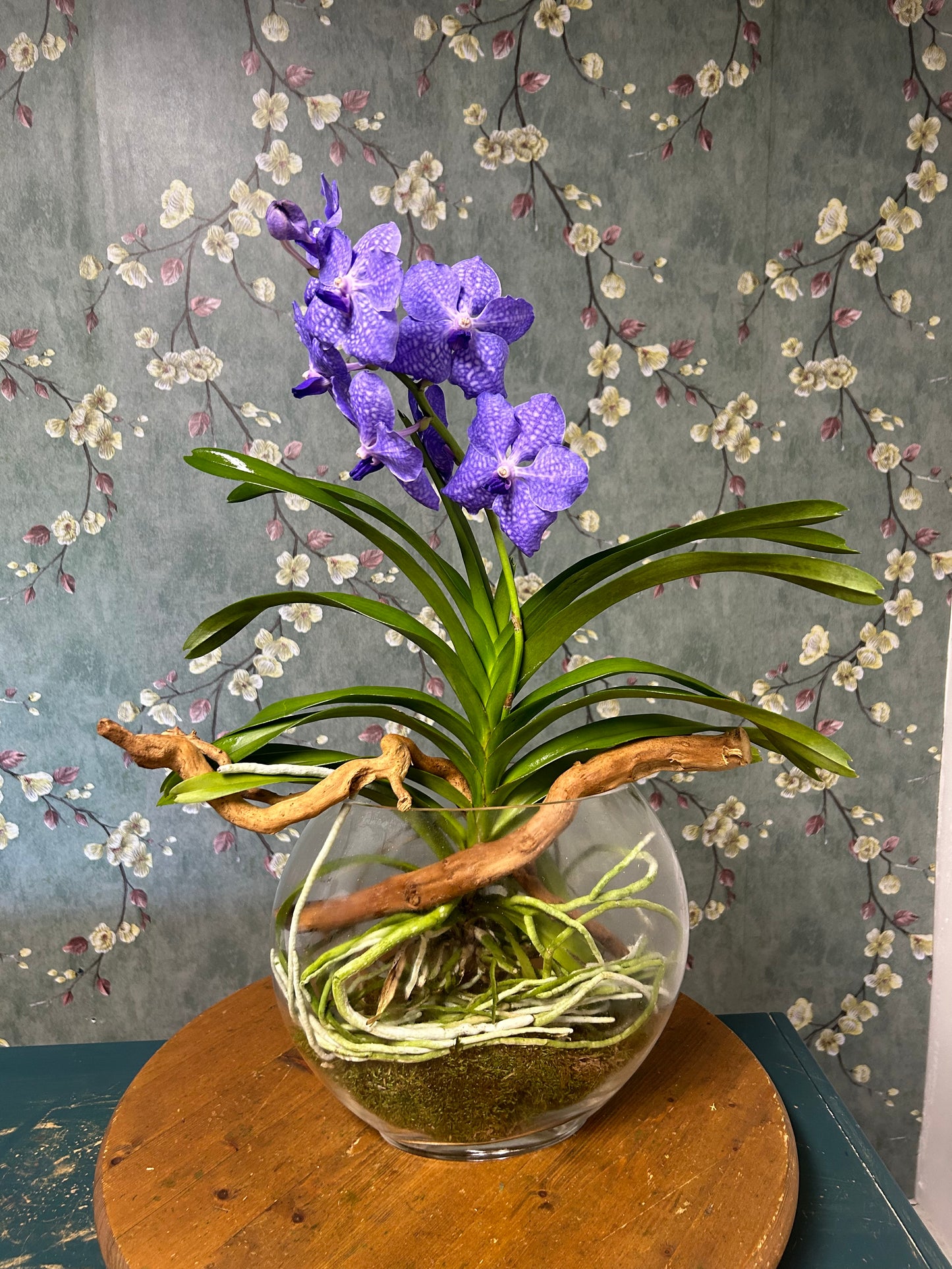 Vanda in a bowl