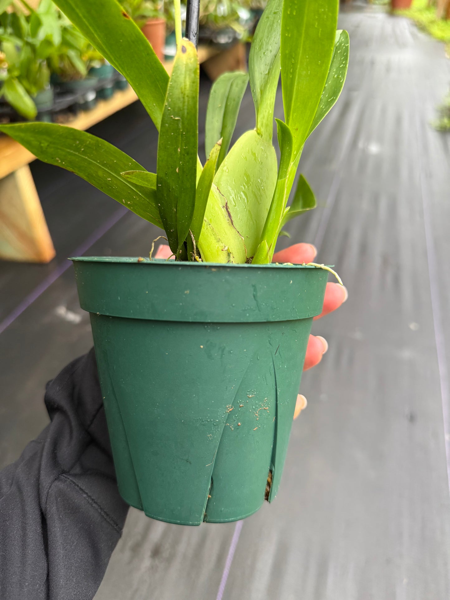z. Oncidium Heaven Scent