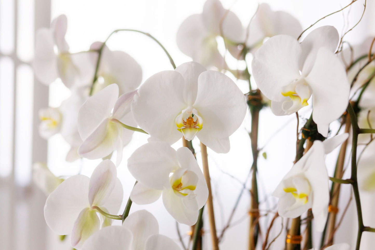 White swan orchids