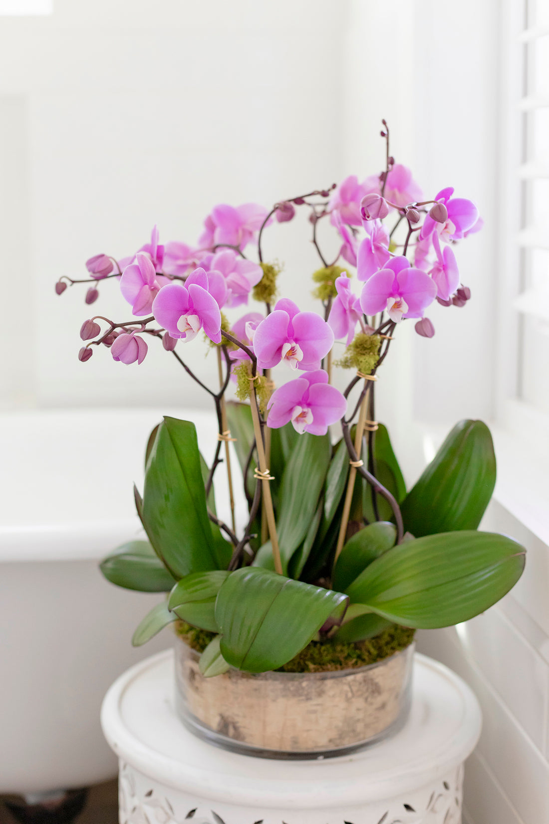HOW TO TAKE CARE OF ORCHIDS