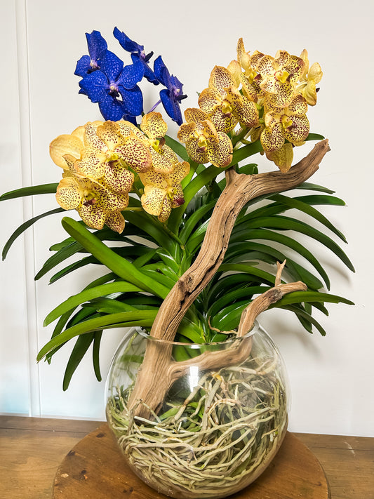Vanda fish bowl
