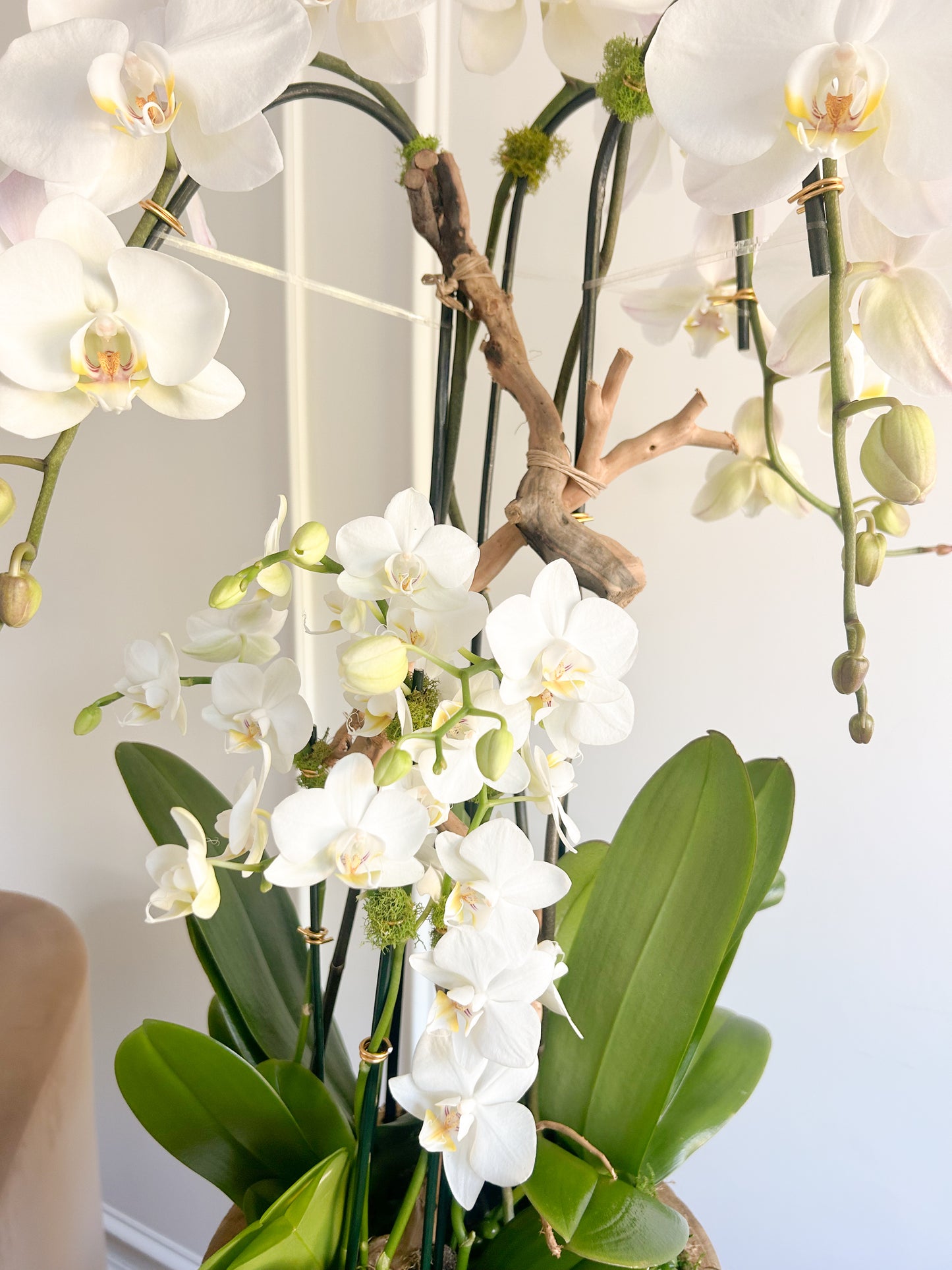 Orchids and pearls