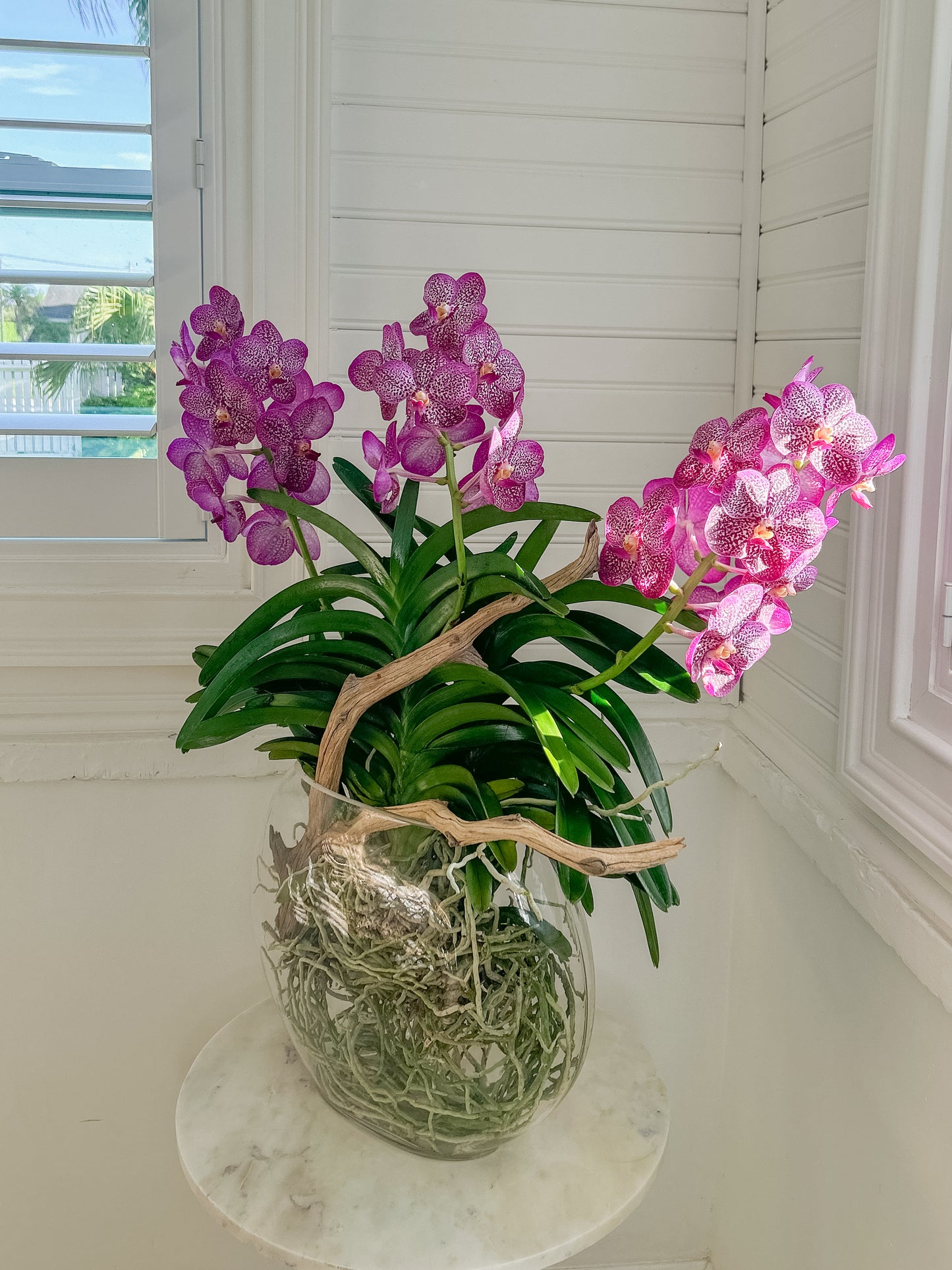 Vanda arrangement