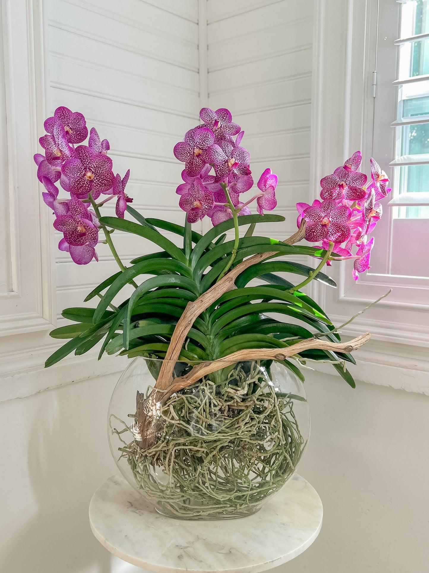 Vanda arrangement