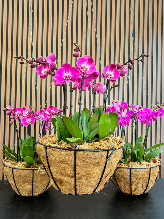 Orchid basket