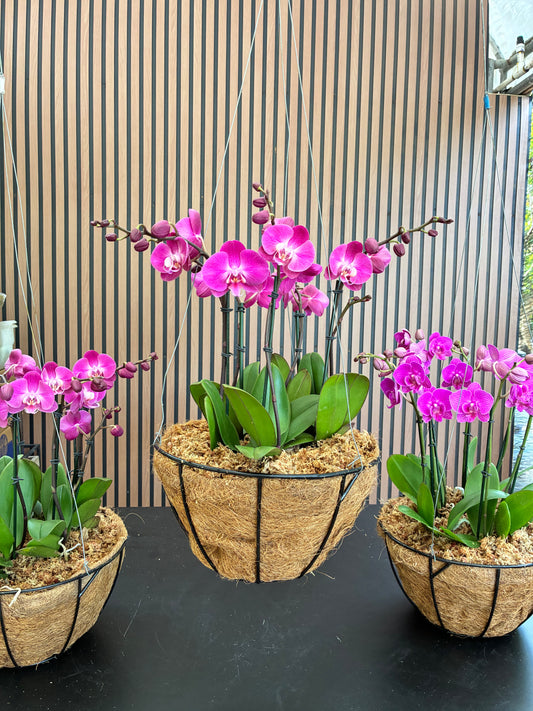 Orchid basket
