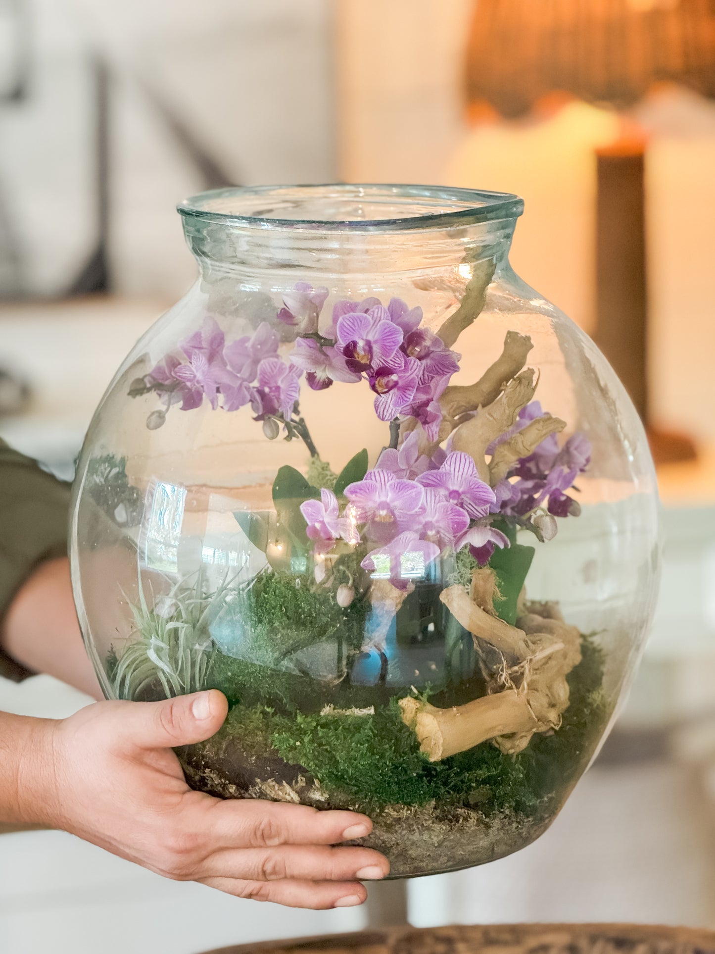 Orchid terrarium