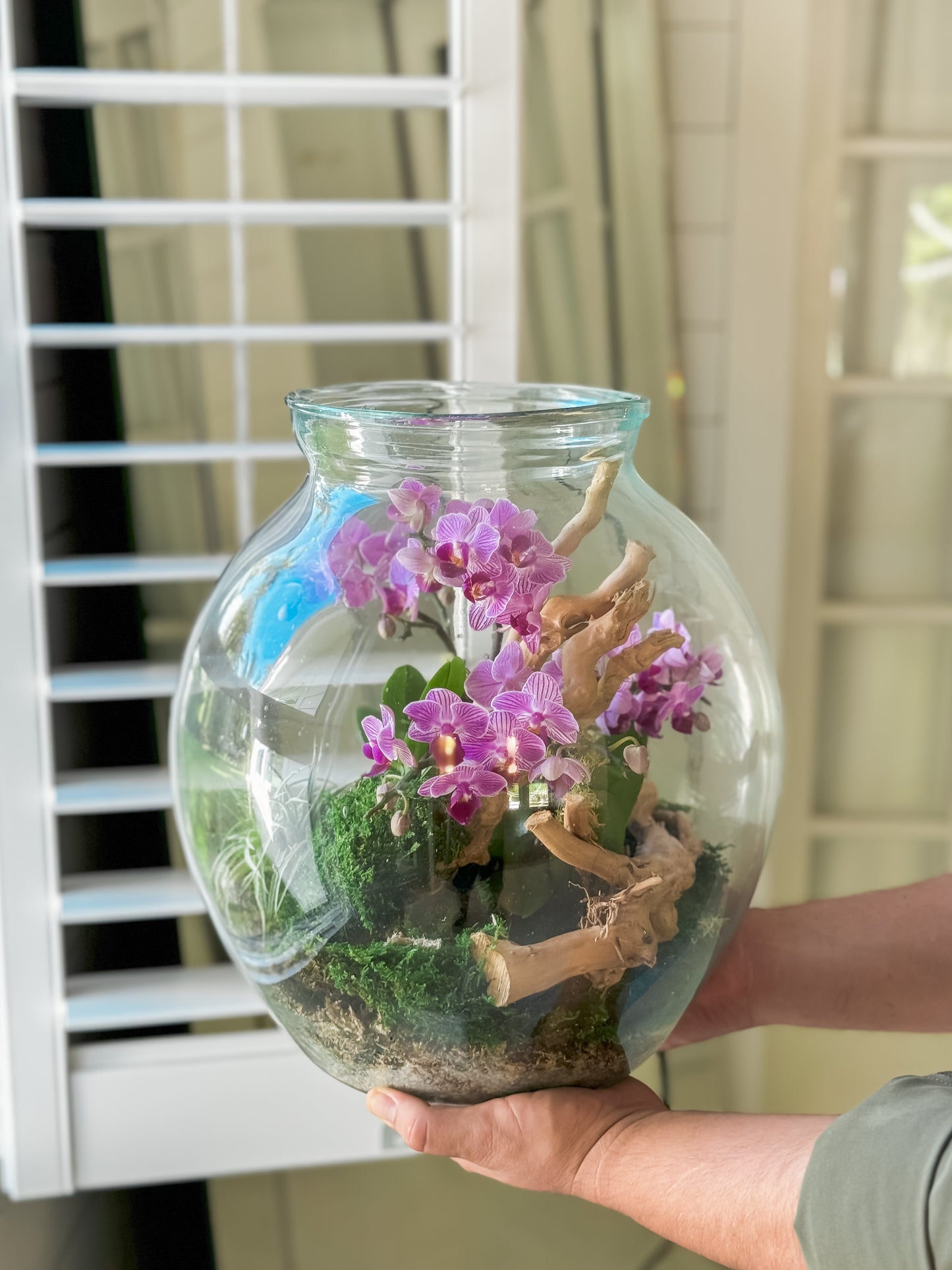 Orchid terrarium