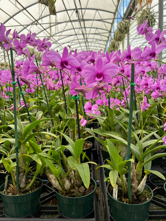 Z. Dendrobium bigibbum compactum