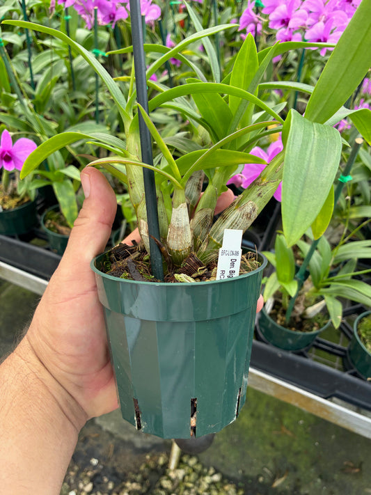 Z. Dendrobium bigibbum compactum