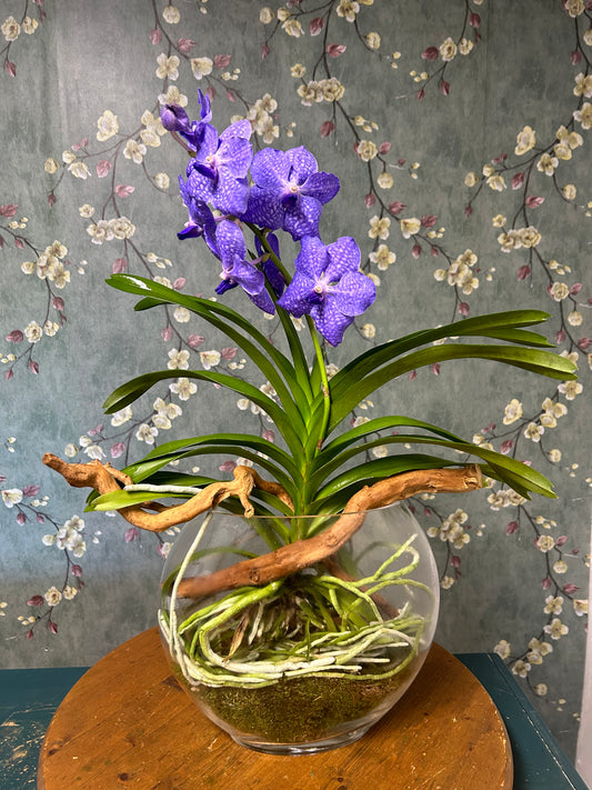 Vanda in a bowl