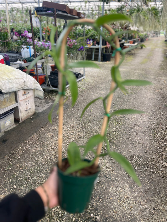 Vanilla orchid
