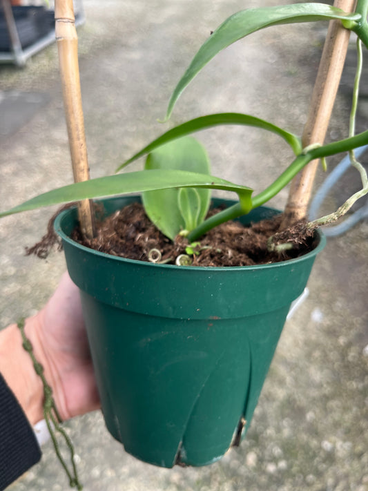 Vanilla orchid
