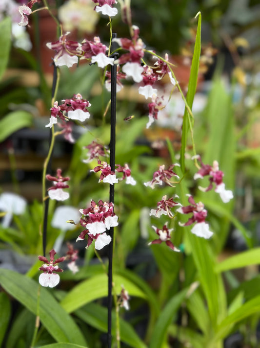 z. Oncidium Heaven Scent