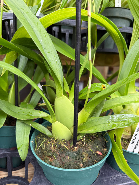 z. Oncidium Heaven Scent