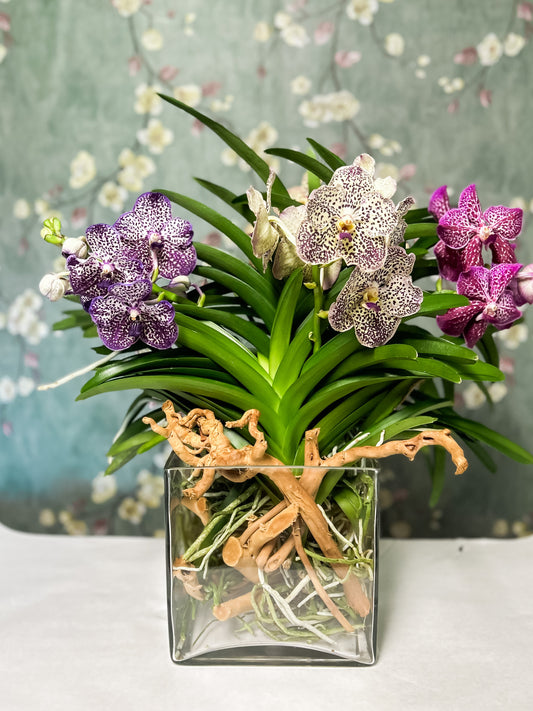 Vanda Cube