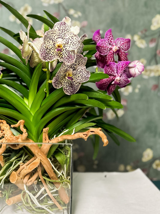 Vanda Cube