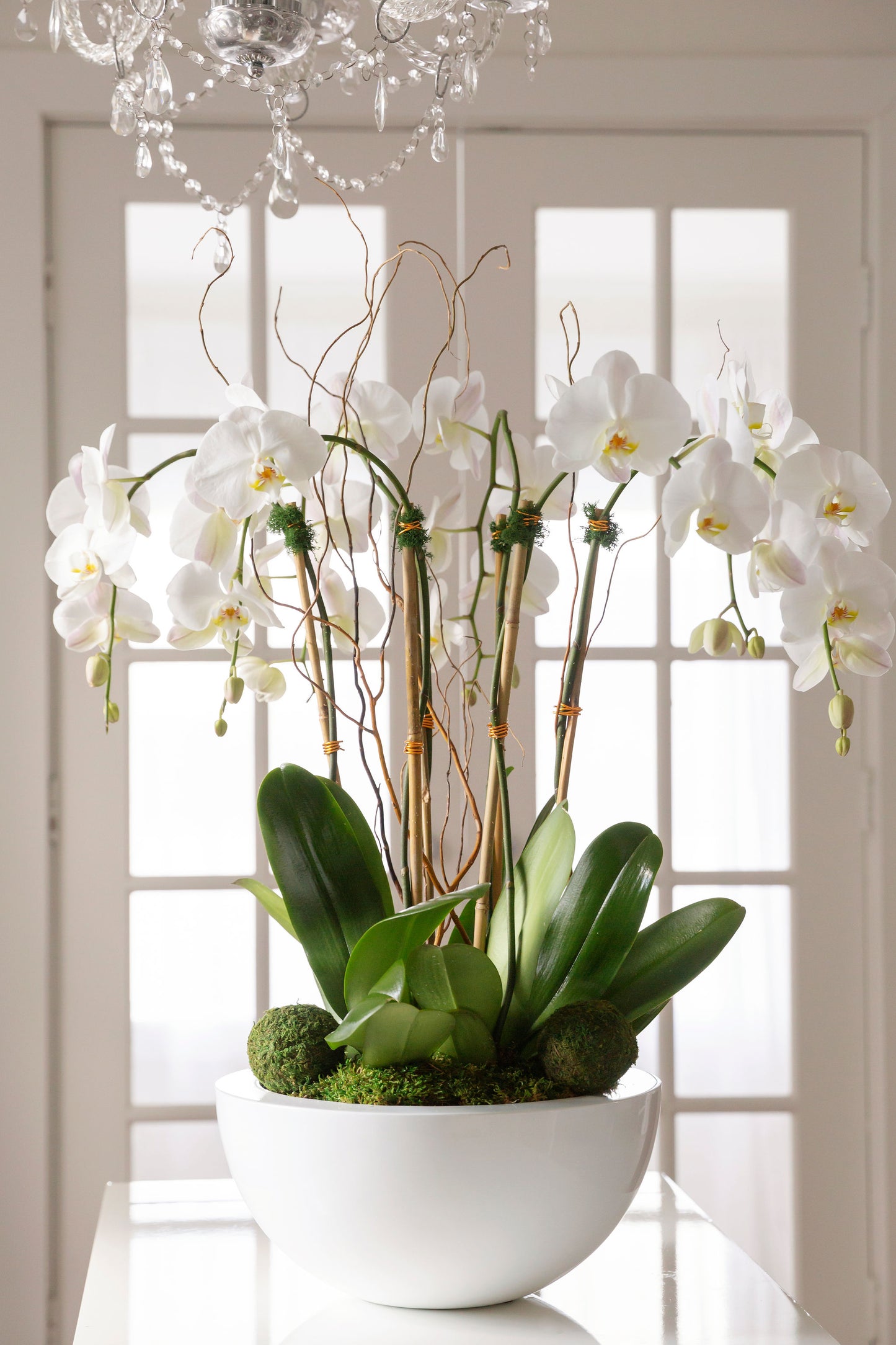 White swan orchids