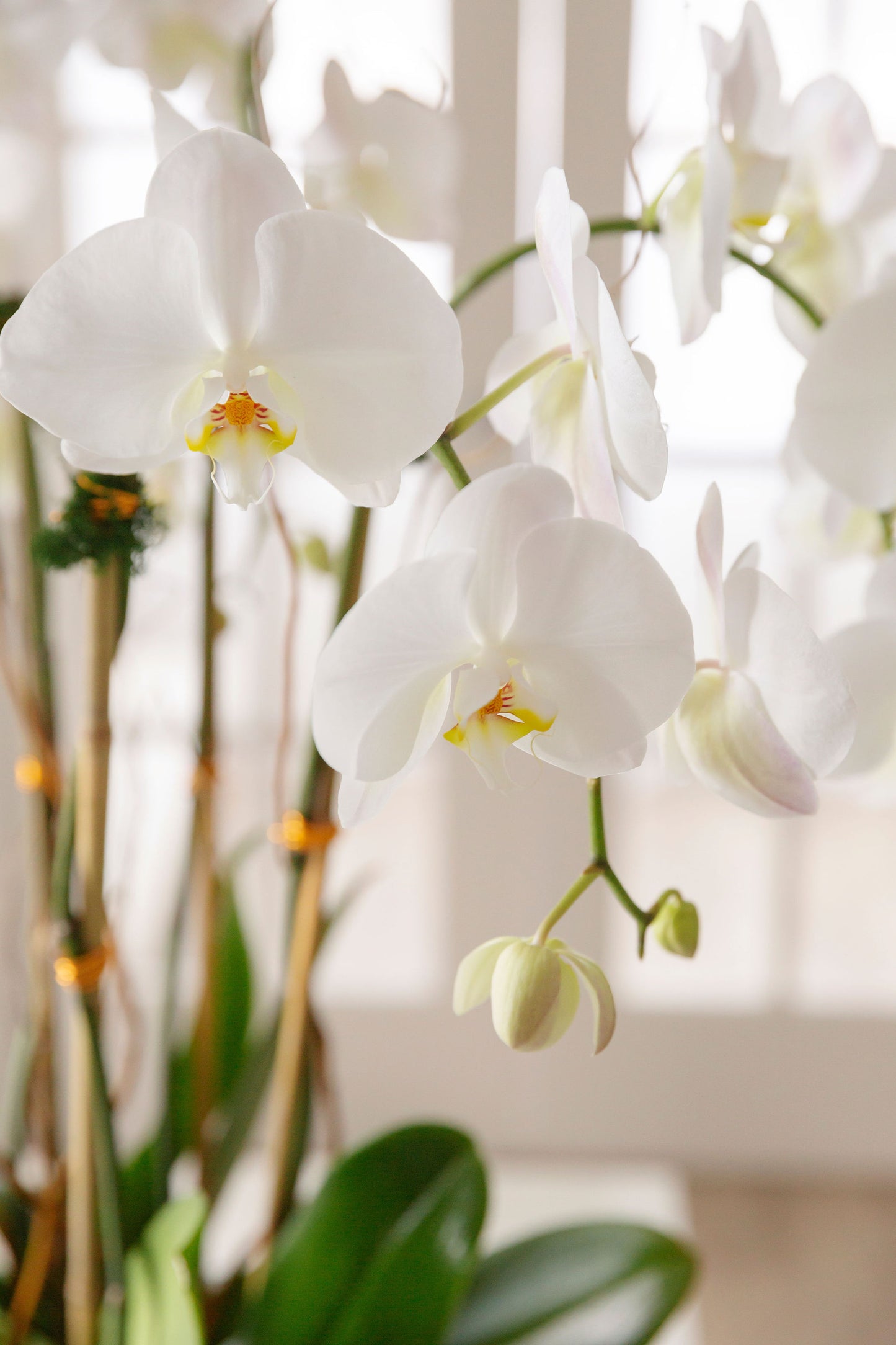 White swan orchids