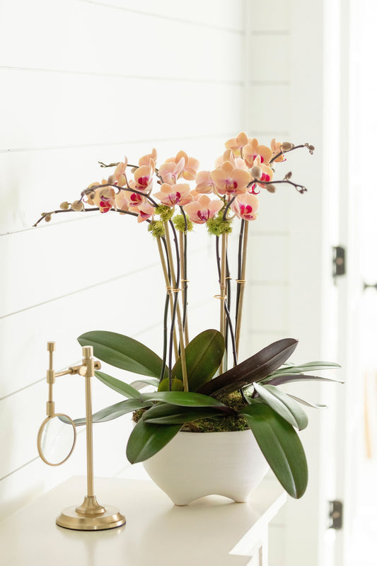Orchid Arrangement in Glass Vase with Moss – Creative Displays and Designs  inc