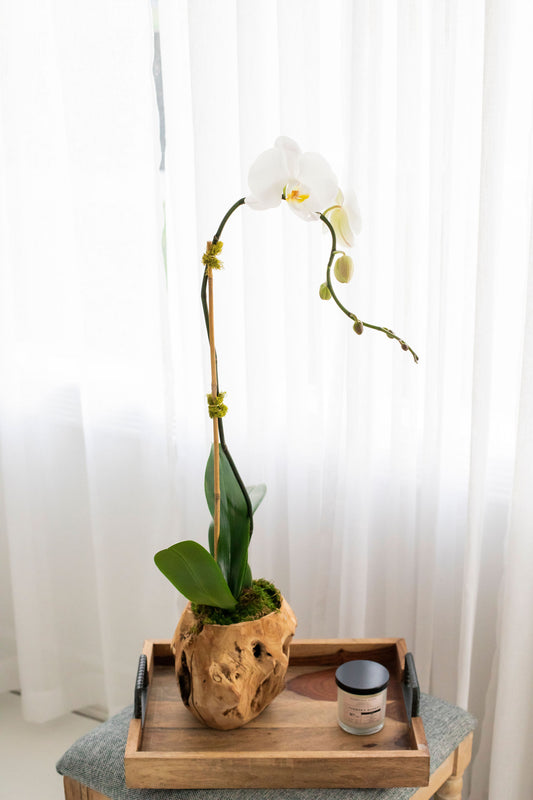 Single swan in wood