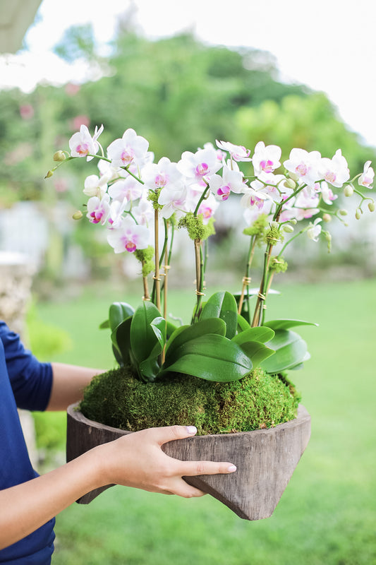 Orchid Platter