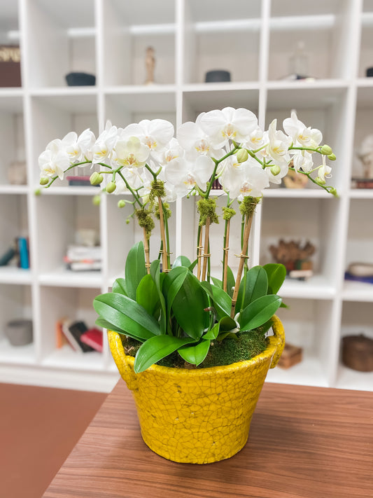 Potted orchids