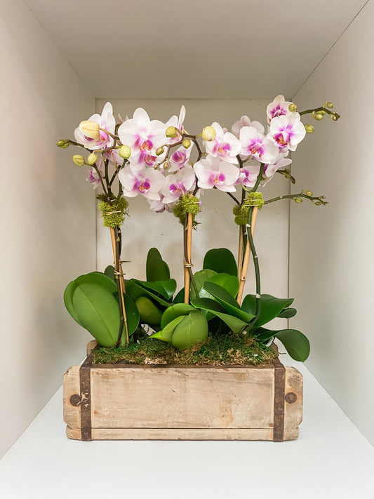 ORCHID WOOD PLANTERS
