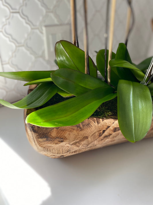 Orchid Log