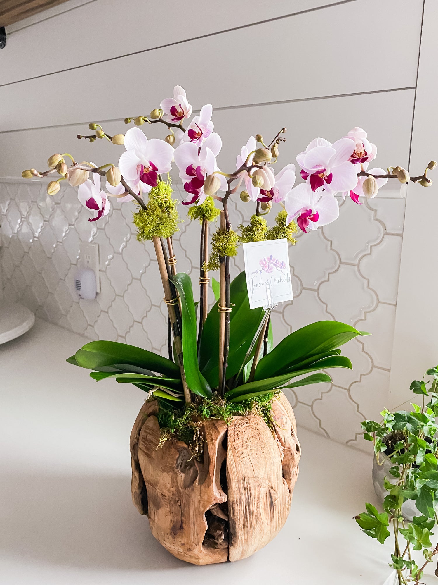 Orchid arrangements