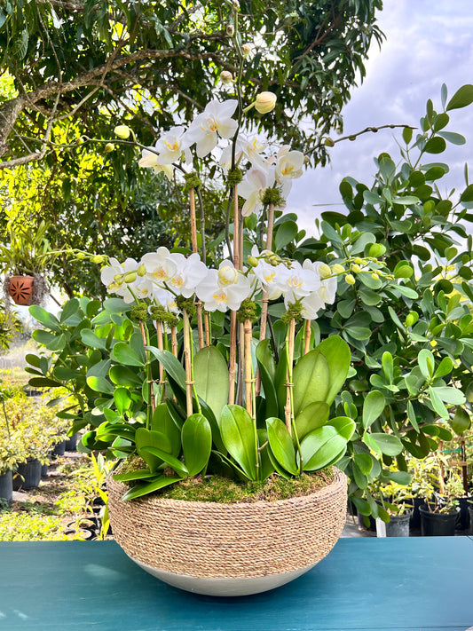Paraiso - Rattan Orchid Arrangement