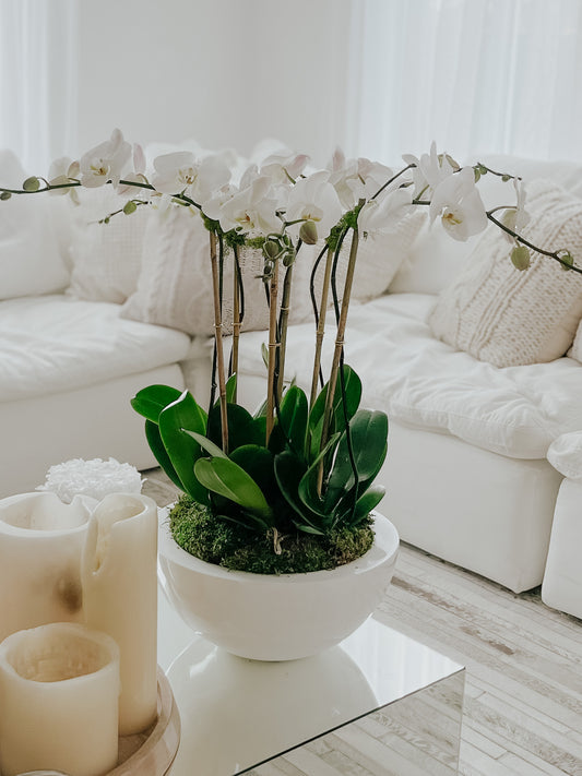 White swan orchids